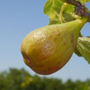 Madeleine des deux saisons