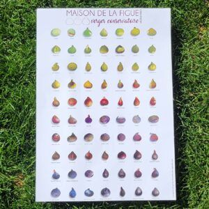 Poster de variétés de figues