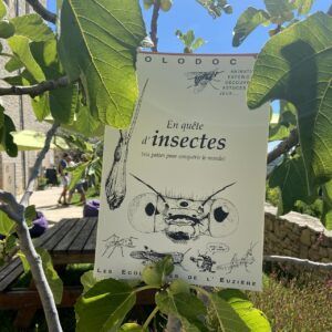 En quête d’insectes (six pattes pour conquérir le monde)