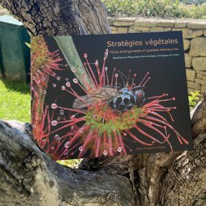 Stratégies végétale – Petits arrangements et grandes manœuvres