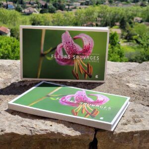 Fleurs sauvages des Cévennes